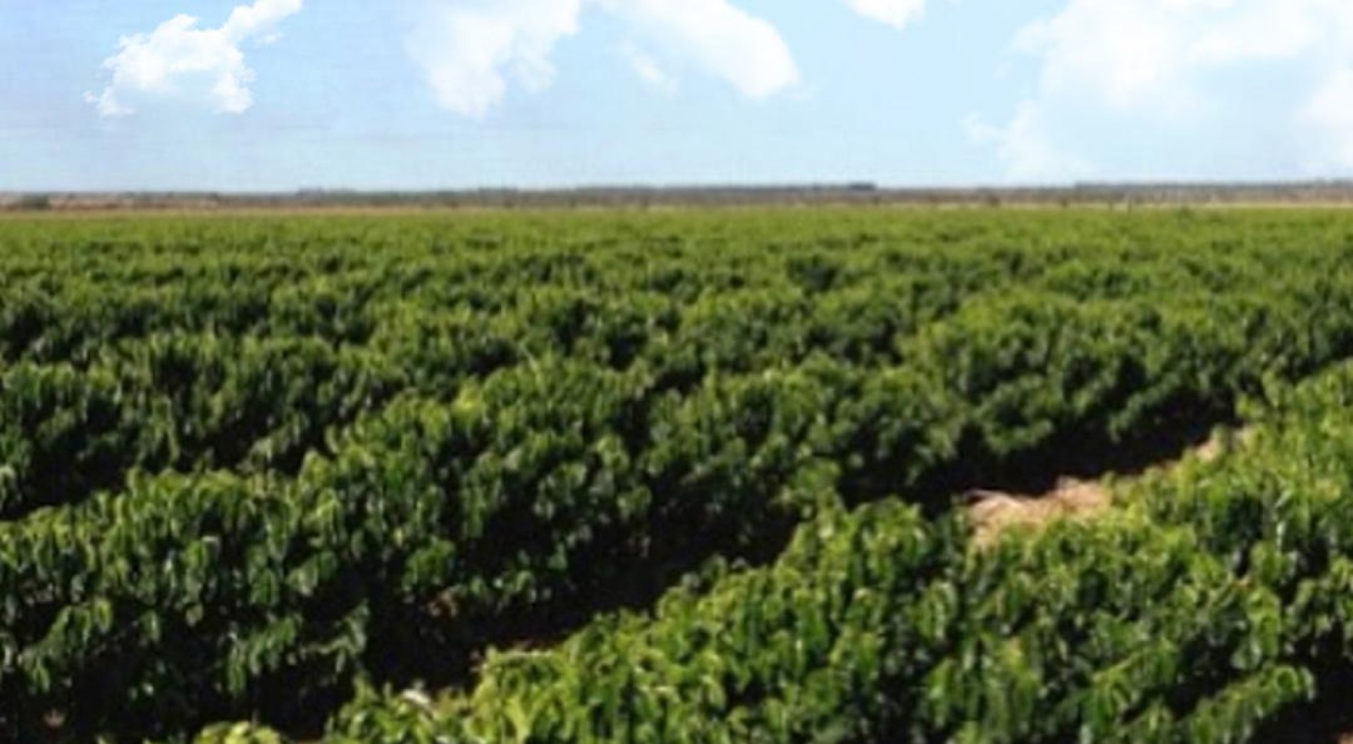 Fazenda Capim Branco one of the oldest Estate Coffees in Brazil! Fazenda Capim Branco one of the oldest Estate Coffees in Brazil!