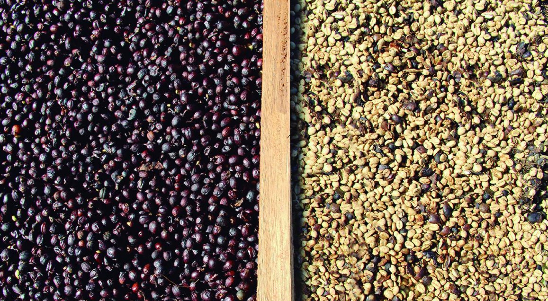 The differences between Natural coffee and the Pulped Natural