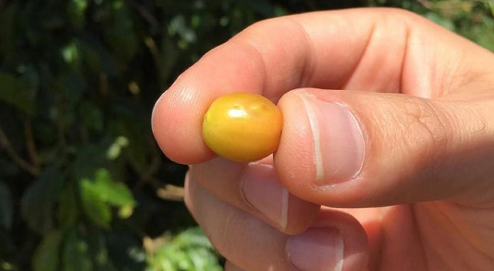 The next harvest is coming! The next harvest is coming!