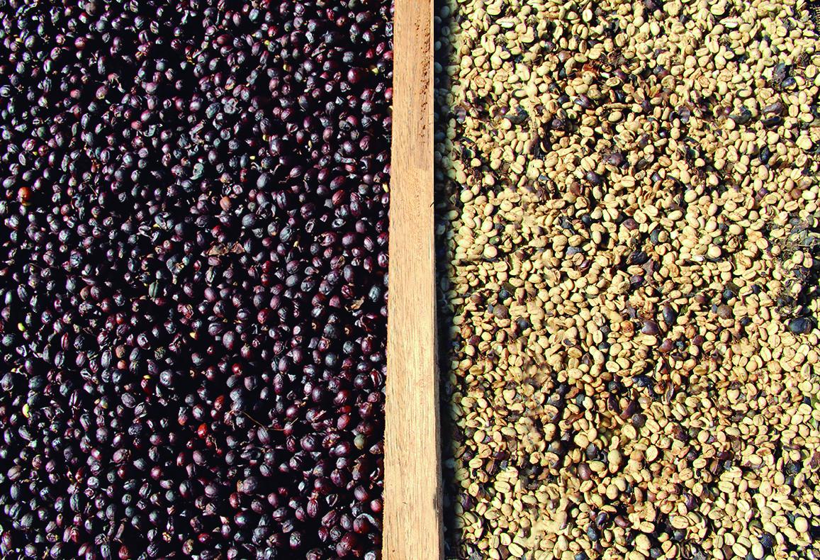 The differences between Natural coffee and the Pulped Natural