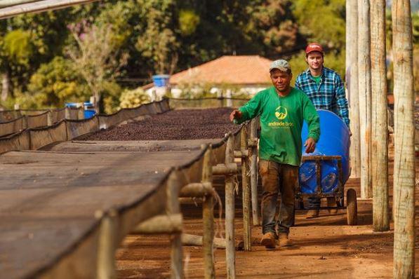 The harvest 2021 is revealing its treasures to us as our team works on the preparation of our microlots