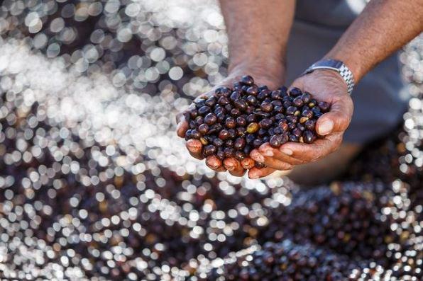 The vision of a coffee producer sees beauty in every production step